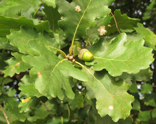 Downy oak (Quercus pubescens)
