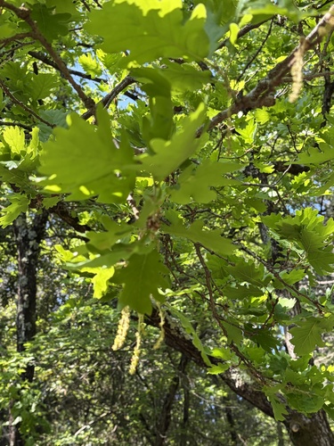 Downy oak (Quercus pubescens)