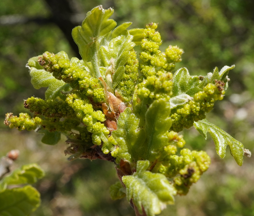 Downy oak (Quercus pubescens)