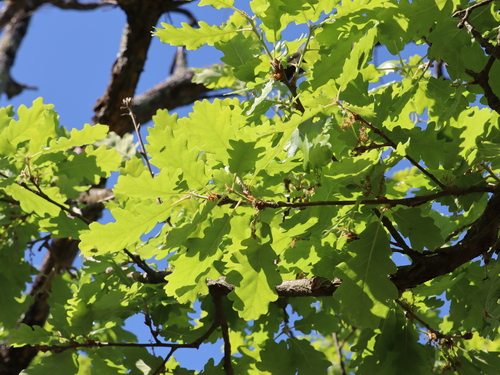 Downy oak (Quercus pubescens)