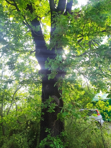 Downy oak (Quercus pubescens)