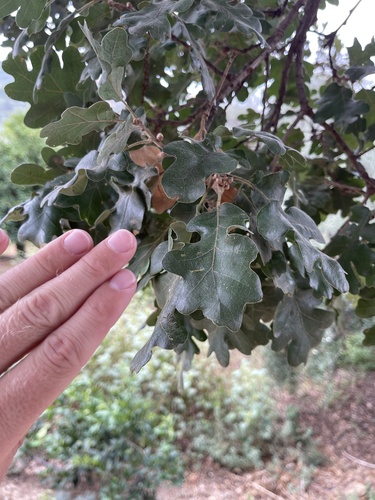 Downy oak (Quercus pubescens)