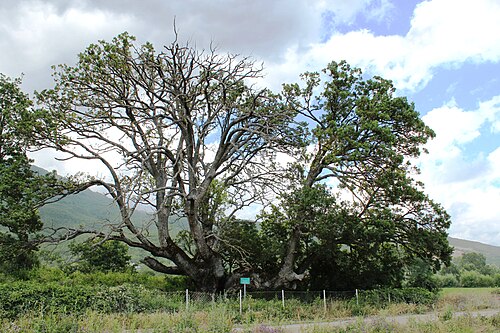 Downy oak: This is a photo of a natural heritage site in Kosovo, id: