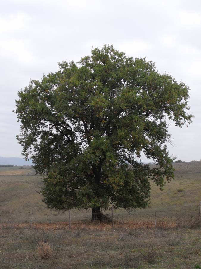 Downy oak: Quercus pubescens photographed in Scansano area (Tuscany, central Italy).