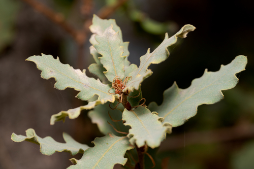 Downy oak (Quercus pubescens)