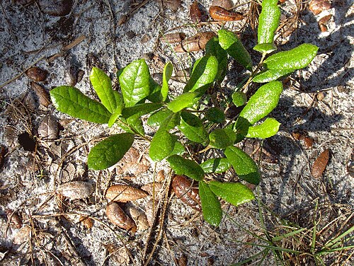 Running oak: Running Oak in Florida.