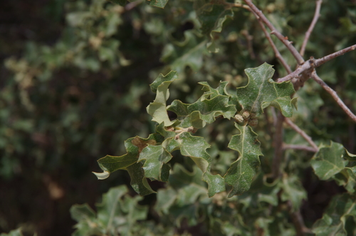 Pungent oak (Quercus pungens)