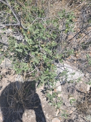 Pungent oak (Quercus pungens)