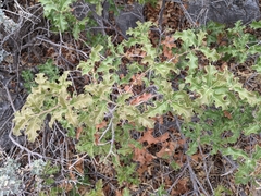Pungent oak (Quercus pungens)