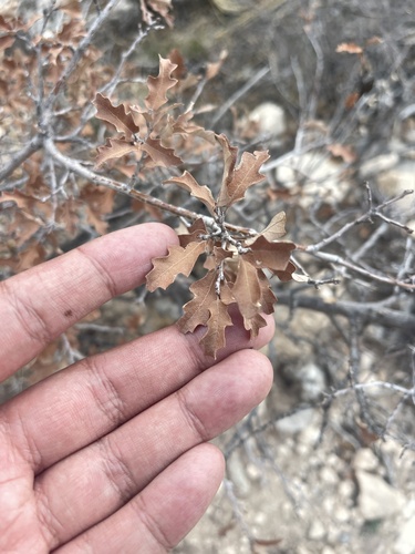Pungent oak (Quercus pungens)