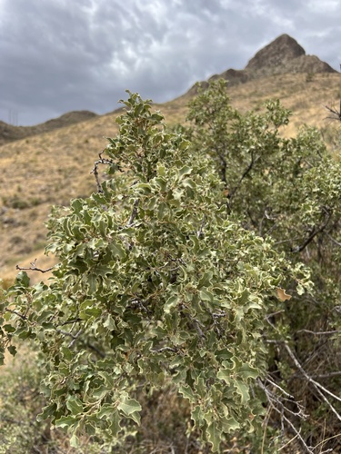 Pungent oak (Quercus pungens)