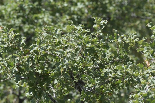 Pungent oak (Quercus pungens)