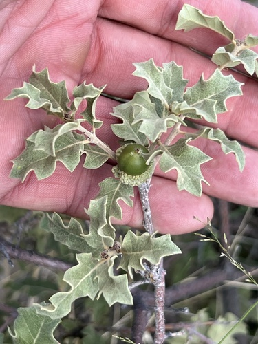 Pungent oak (Quercus pungens)