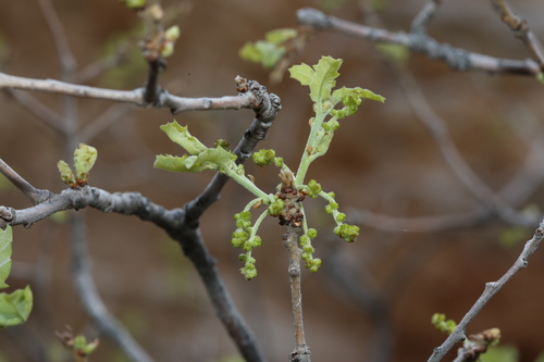 Pungent oak (Quercus pungens)