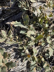Pungent oak (Quercus pungens)