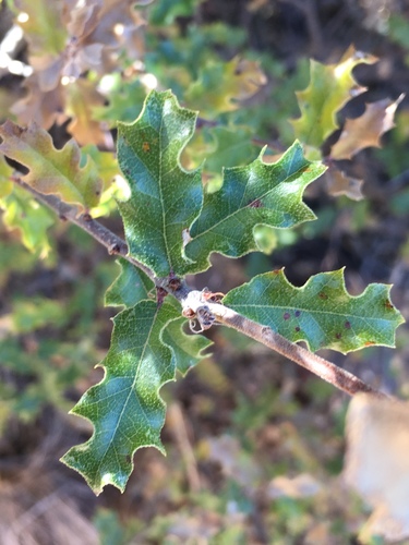 Pungent oak (Quercus pungens)