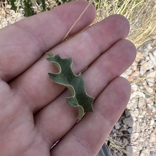 Pungent oak (Quercus pungens)