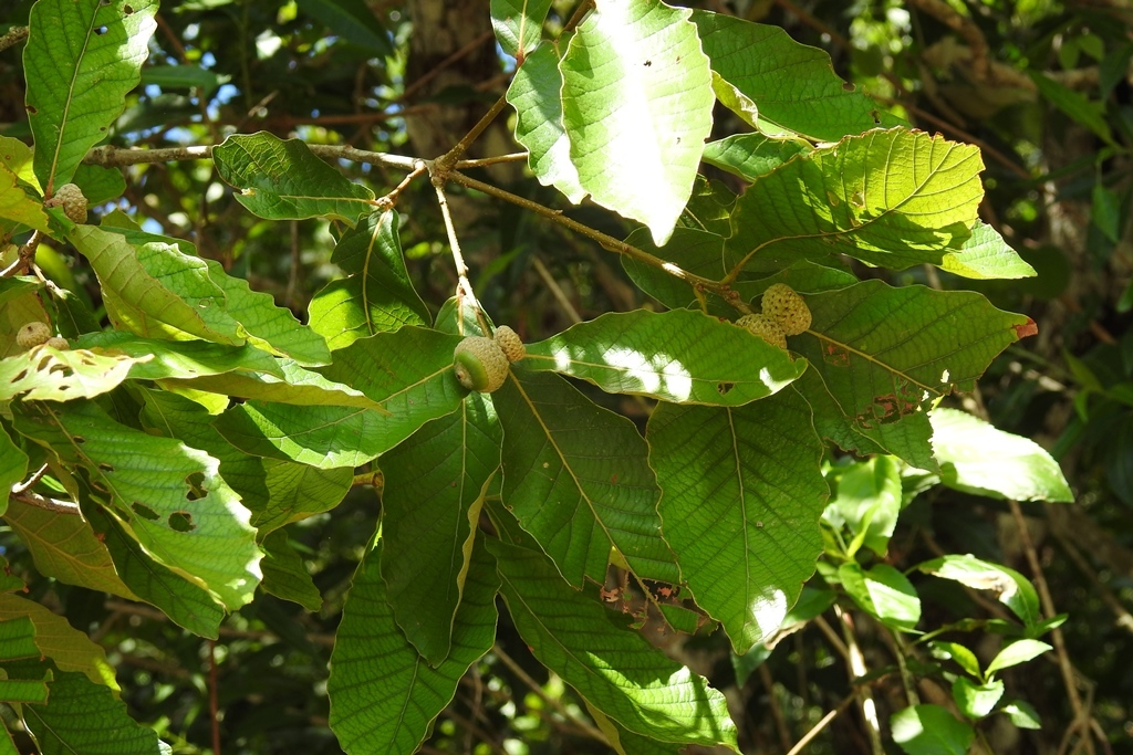 Quercus purulhana: Fruiting Quercus purulhana from Chiapas, Mexico.