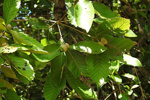 Quercus purulhana: Fruiting Quercus purulhana from Chiapas, Mexico.