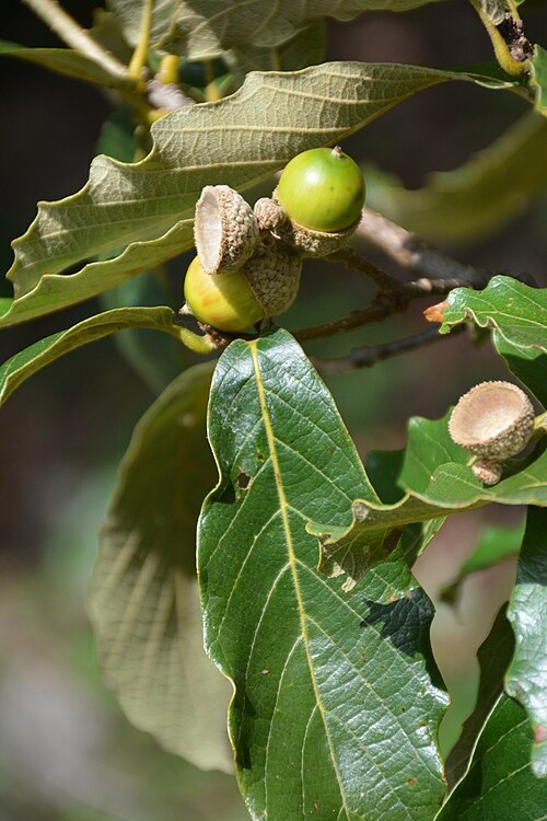 Quercus purulhana: Quercus purulhana in Mexico