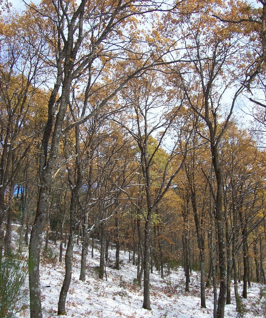 Quercus pyrenaica: Quercus pyrenaica forest, in Soto del Real, Sierra de Guadarrama, Madrid.