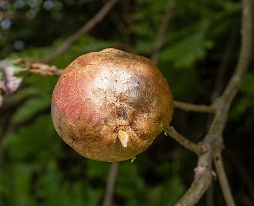 Quercus pyrenaica: Agalla de Biorhiza pallida ( Hymenoptera : Cynipidae ) sobre roble tozo Quercus pyrenaica ( Fagaceae ), en Losar de la Vera ( Cáceres , España ).