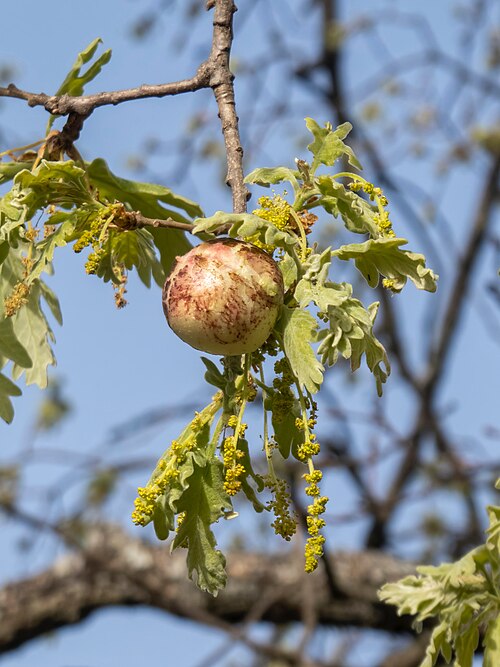 Quercus pyrenaica: Agalla de Biorhiza pallida ( Hymenoptera : Cynipidae ) sobre roble tozo Quercus pyrenaica ( Fagaceae ), en Losar de la Vera ( Cáceres , España ).