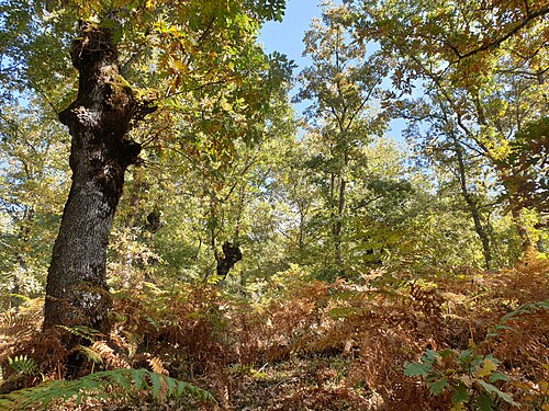 Quercus pyrenaica: Burgos 2019. Original forest of Q. pyrenaica.