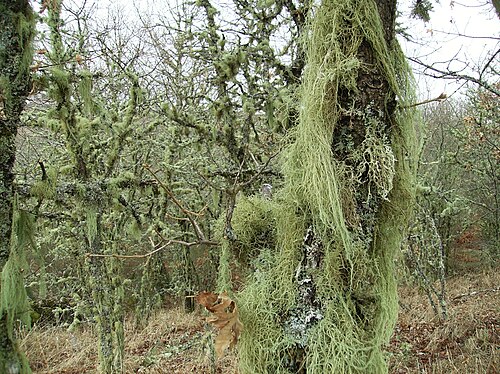 Quercus pyrenaica: Serra de Montemuro