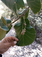 Quercus radiata (Quercus radiata)
