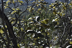 Quercus radiata (Quercus radiata)