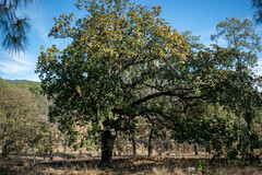Quercus radiata (Quercus radiata)