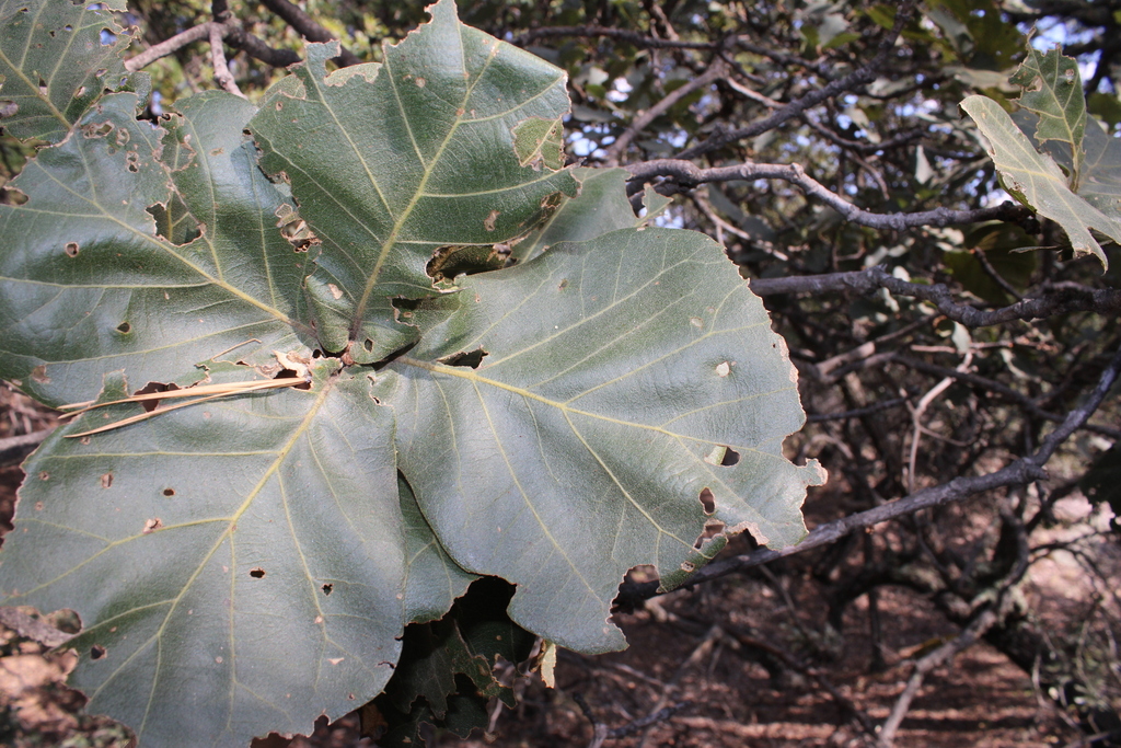 Quercus radiata (Quercus radiata)