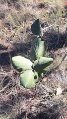 Quercus radiata (Quercus radiata)