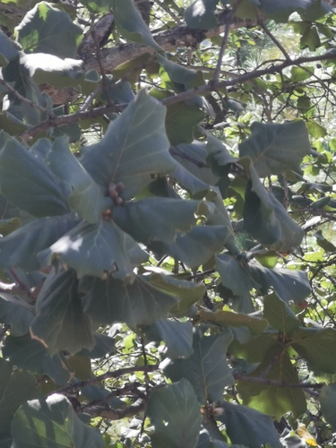 Quercus radiata (Quercus radiata)