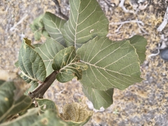 Quercus radiata (Quercus radiata)