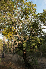 Quercus radiata (Quercus radiata)