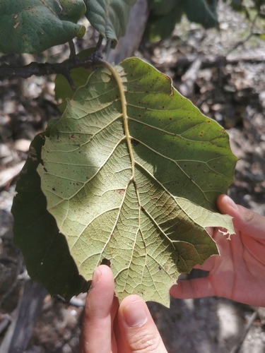 Quercus radiata (Quercus radiata)