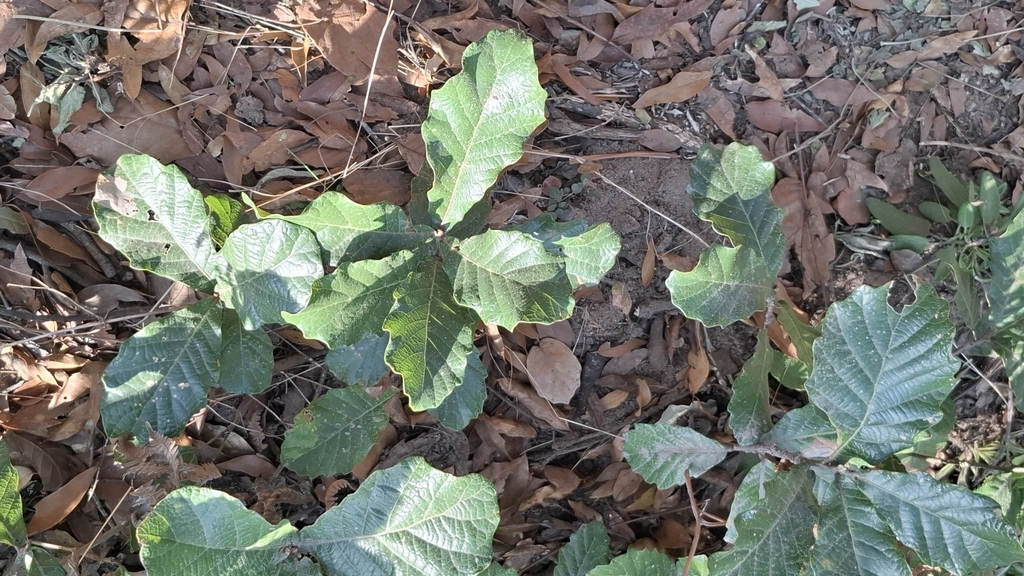 Quercus repanda (Quercus repanda)