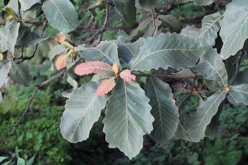 Quercus resinosa (Quercus resinosa)