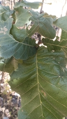 Quercus resinosa (Quercus resinosa)