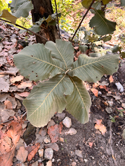 Quercus resinosa (Quercus resinosa)