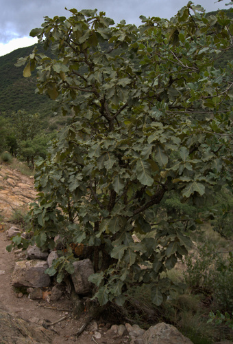 Quercus resinosa (Quercus resinosa)