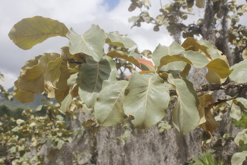 Quercus resinosa (Quercus resinosa)