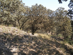 Quercus resinosa (Quercus resinosa)