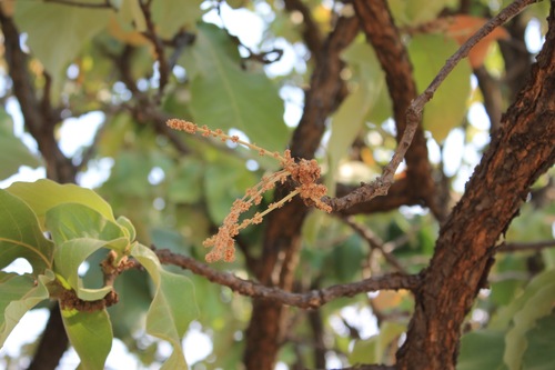 Quercus resinosa (Quercus resinosa)