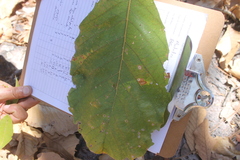 Quercus resinosa (Quercus resinosa)