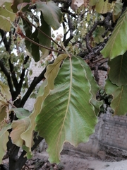 Quercus resinosa (Quercus resinosa)