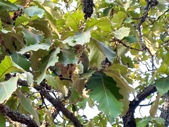 Quercus resinosa (Quercus resinosa)