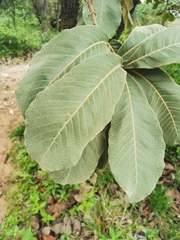 Quercus resinosa (Quercus resinosa)